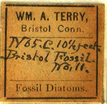 Terry Diatom Slide Label