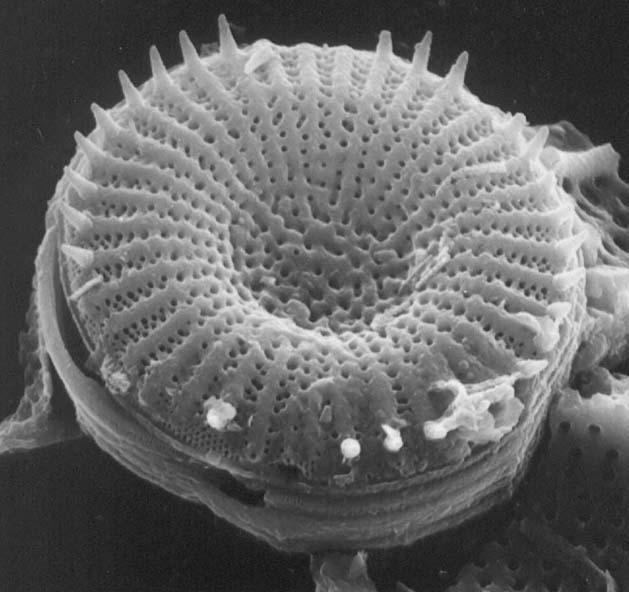 Diatoms published collections