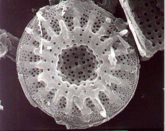 Diatoms unique collections